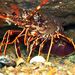European Spiny Lobster - Photo (c) xavi salvador costa, some rights reserved (CC BY-NC), uploaded by xavi salvador costa