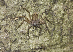 Siamspinops formosensis