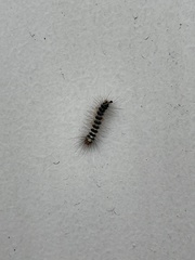 Lepidoptera