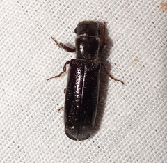 Melalgus plicatus