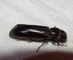 Melalgus plicatus