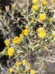 Tetradymia