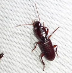 Stenomorphus