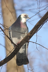 Columba livia domestica