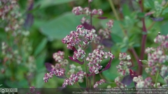 Chenopodium ficifolium