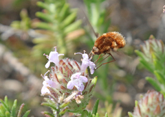 Bombylius mexicanus