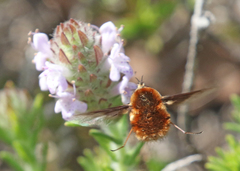 Bombylius mexicanus