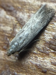 Bilobata subsecivella