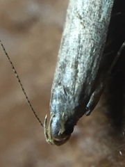 Bilobata subsecivella