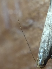 Bilobata subsecivella