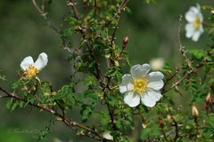 Rosa fedtschenkoana