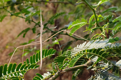 Schizocephala bicornis