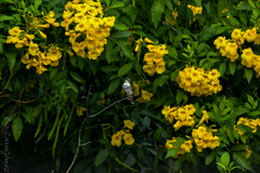 Archilochus colubris