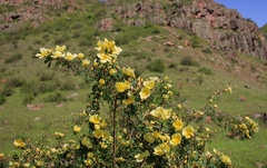 Rosa platyacantha