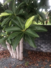 Ficus obliqua