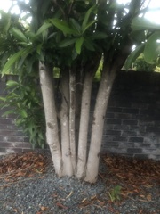 Ficus obliqua