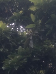 Ficus obliqua