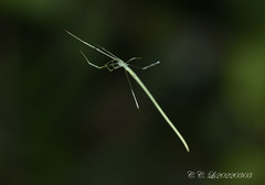 Ariamnes cylindrogaster