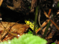 Trimeresurus malcolmi