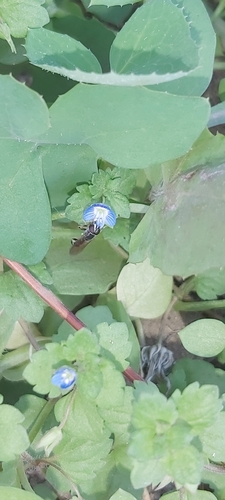 Pseudodoros nigricollis