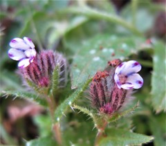 Anchusa variegata