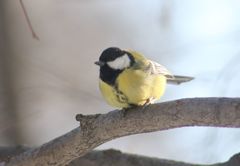 Parus major
