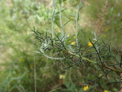 Genista hispanica hispanica