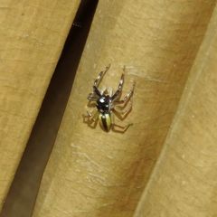 Phintelloides versicolor