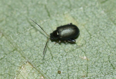 Aphthona strigosa