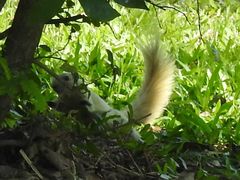 Callosciurus finlaysonii