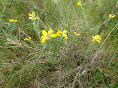 Genista hispanica hispanica