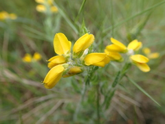 Genista hispanica hispanica