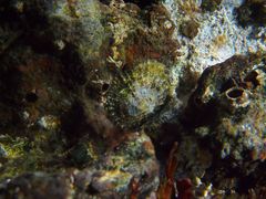 Patella ulyssiponensis