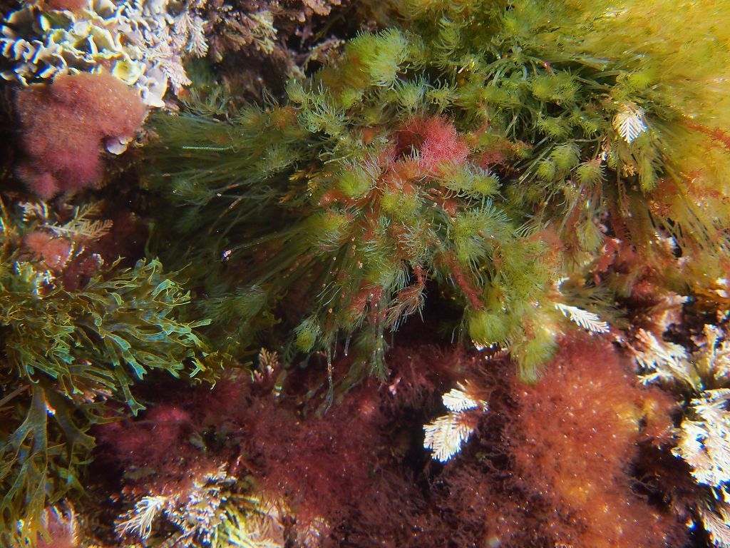 Bryopsis mucosa