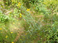 Genista hispanica hispanica