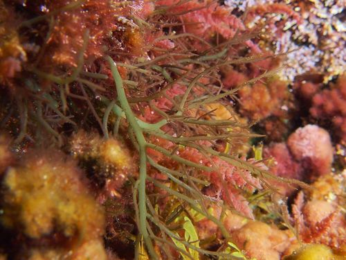 Hypnea musciformis