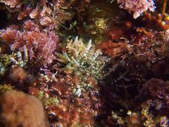 Gastroclonium clavatum