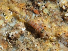Gammogobius steinitzi