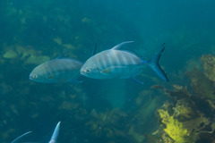 Ferdauia ferdau