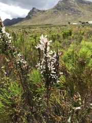 Erica perspicua