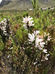 Erica perspicua