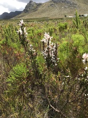 Erica perspicua