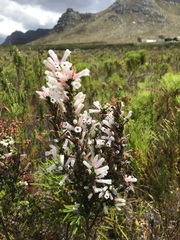Erica perspicua