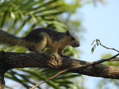 Callosciurus finlaysonii