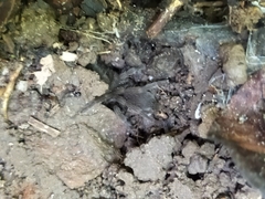 Coremiocnemis tropix