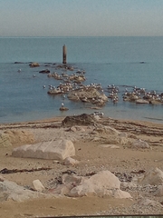 Ichthyaetus melanocephalus