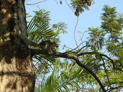 Callosciurus finlaysonii