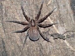 Dolomedes instabilis