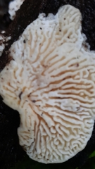 Trametes warnieri