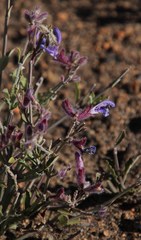 Salvia albicaulis